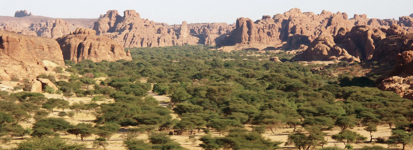Photo: Desert landscape with rocks and acacia forest